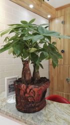 -明洞造型精品烫染