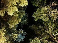 -五营红松林海景区