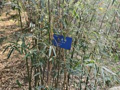 -中山市树木园