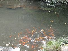 -西湖游船