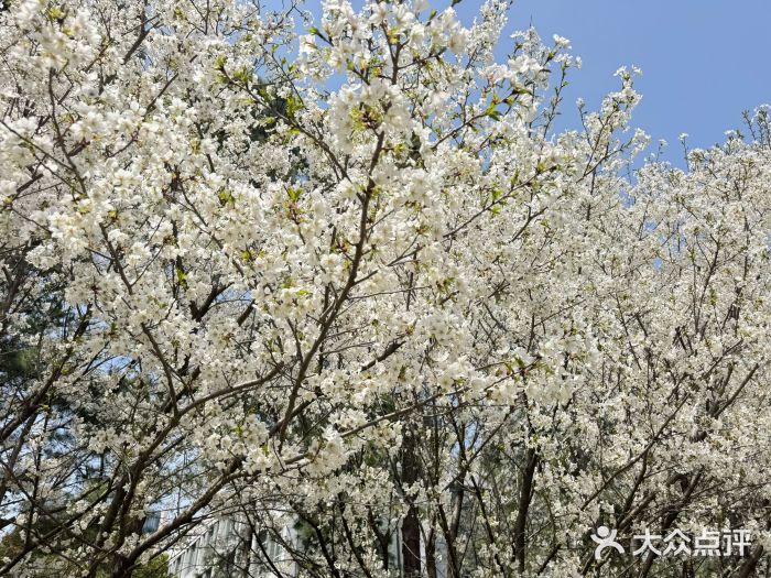 同济大学(嘉定校区)图片