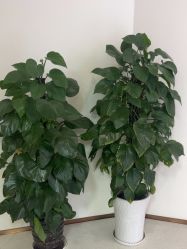 -贵阳美莱医疗美容整形医院