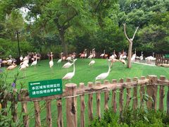 -上海野生动物园