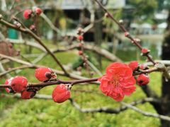 -静安公园(静安寺街道)