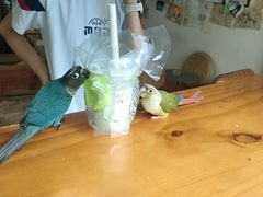 -吉丁鸟咖·异宠·寄养