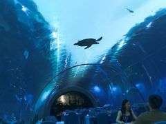 -海棠湾洲际-涛·海底餐厅·美人鱼·自助餐·海底隧道