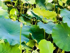 -四川大学(华西校区)