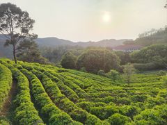 -雁南飞茶田景区