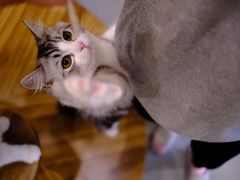 -飞行喵MR PILOT|猫舍·猫咖(静安大融城店)
