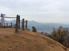 -岚山猴子公园
