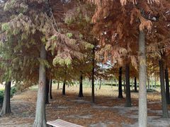 -上海长兴岛郊野公园