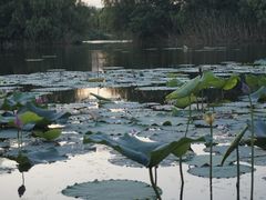 -新江湾城公园