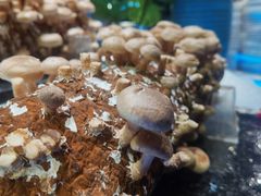 -V-ONE西雅图海鲜自助餐厅(仓山万达广场店)