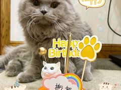 -屋虎猫馆(宝安大仟里店)