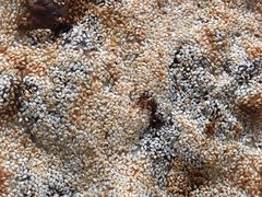 -徐记红川肉烧饼