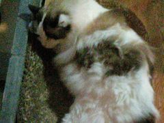 -白兔子密室(长寿路店)