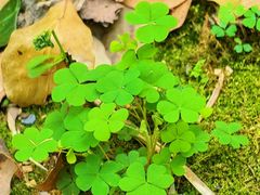 -上海佘山国家森林公园天马山园