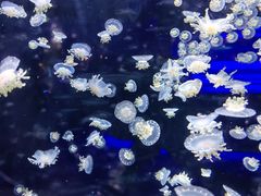 -太平洋海底世界