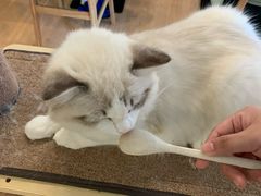 -MOYOYO猫咪咖啡店
