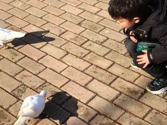 -合肥滨湖国家森林公园