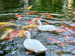 -顺德渔村·岭南一号
