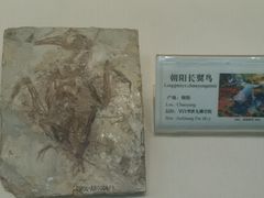 -辽宁古生物博物馆