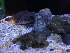-上海海洋水族馆