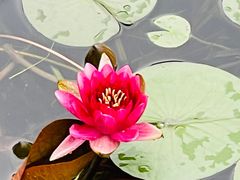-和平公园