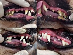 -宠宠熊宠物美容(星湖街店)