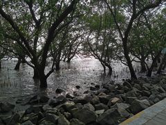 -宝安西湾红树林湿地公园