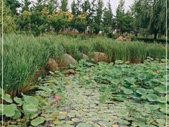 -羊亭河湿地公园