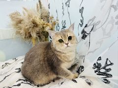 -爱洗澡的猫(望京店)