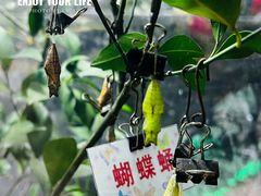 -上海大自然野生昆虫馆(东方明珠·爬宠昆虫探索中心)