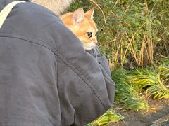 -合肥滨湖国家森林公园