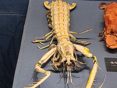 -国家自然博物馆