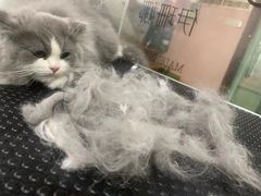 -车接车送·寄养洗护·德文猫舍(大宁店)