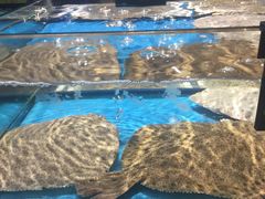 多宝鱼-谊品生鲜折扣店(红城丽景店)