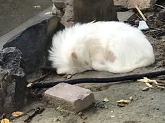 -石家庄市动物园