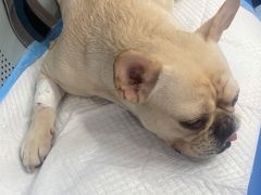 -美联众合动物医院(·中兽医·疑难杂症·严家桥分院)