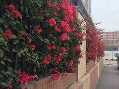 -水围村