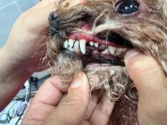 -宠福鑫康馨动物医院·骨科·眼科