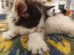 -平行世界·猫咖(首经贸店)