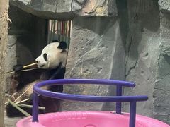 -栾川竹海野生动物园