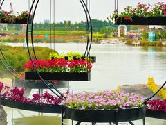 -荷兰花海