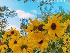 -上海滨江森林公园