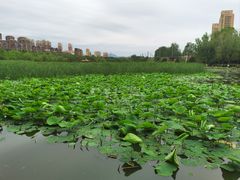 -前关湿地公园