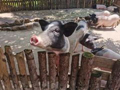 -泉州海丝野生动物世界