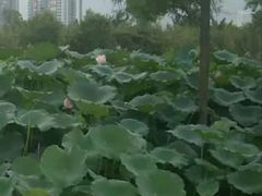-飞来湖湿地公园