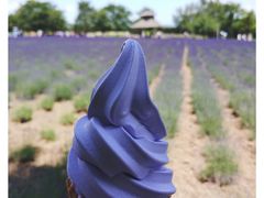 -富田农场