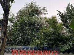 -深圳国际园林花卉博览园